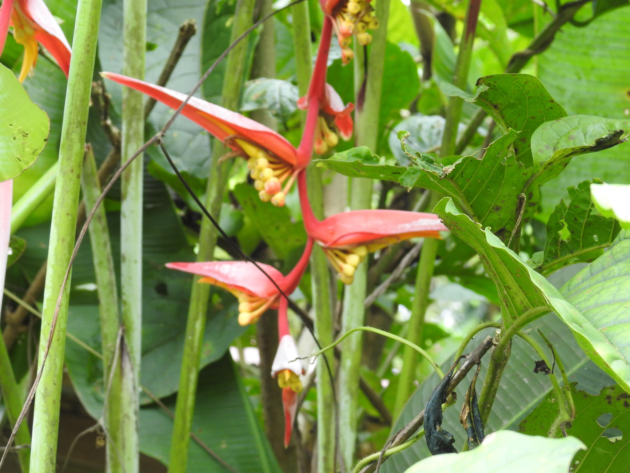 Heliconia collinsiana x bourgeana 'Pedro Ortiz'